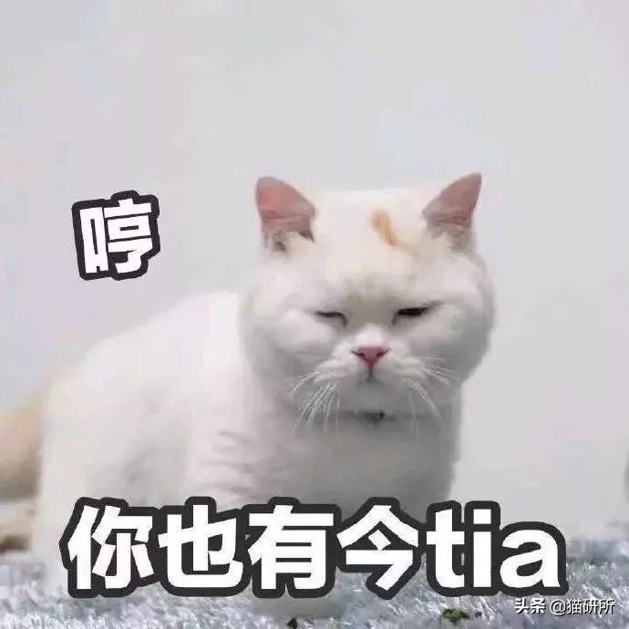 费洛蒙猫咪平替,费洛蒙猫咪行为