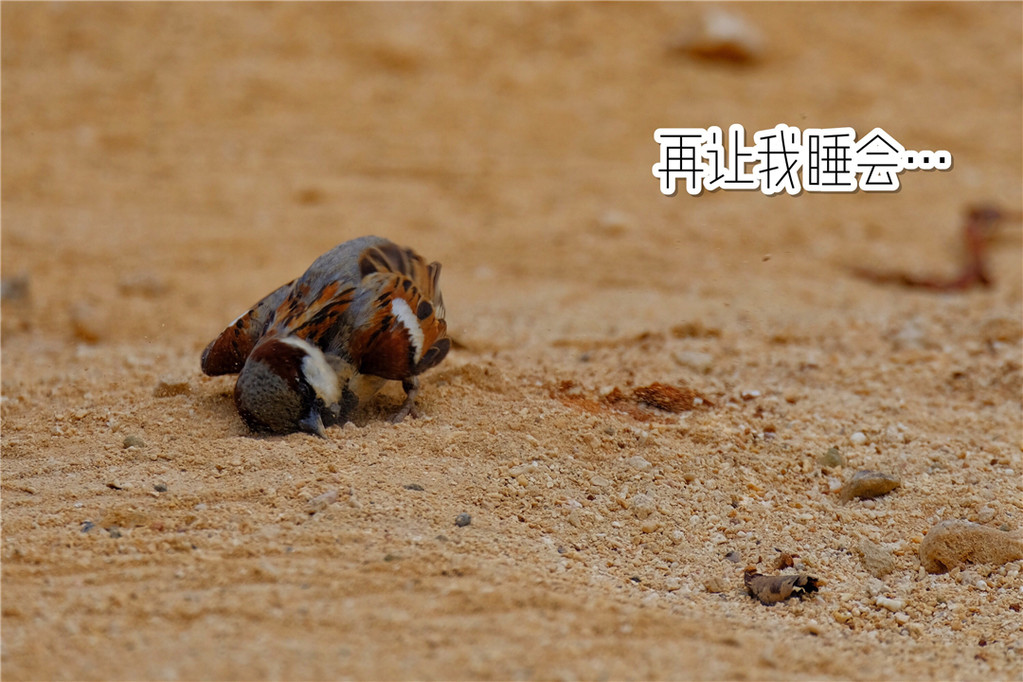 毛里求斯陈小春,毛里求斯马克吐温