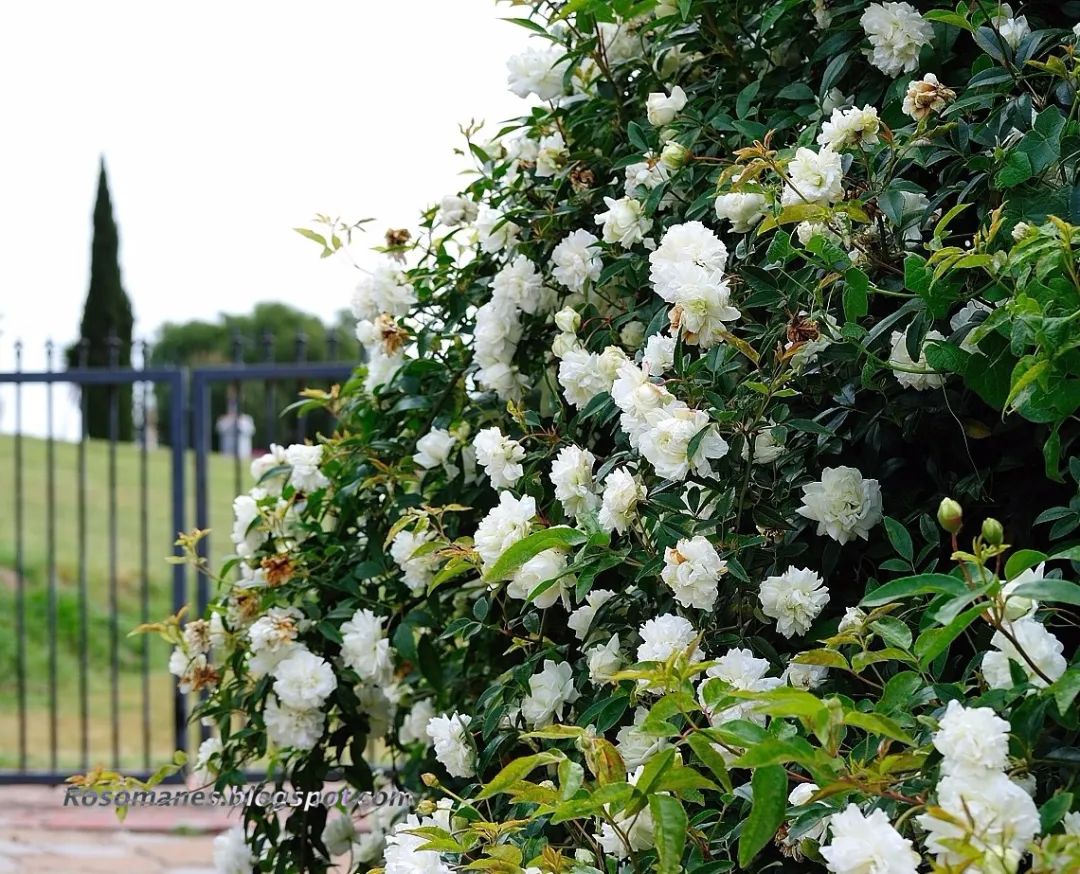 养花人最值得养的十二种花，一种花一种风华，你家养了几种？