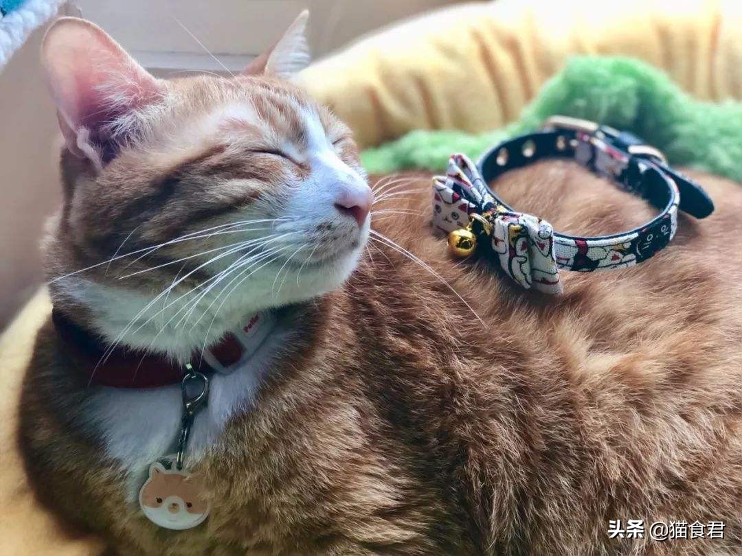 猫咪戴项圈导致脖子坏了怎么办,为什么猫咪不建议戴项圈防丢