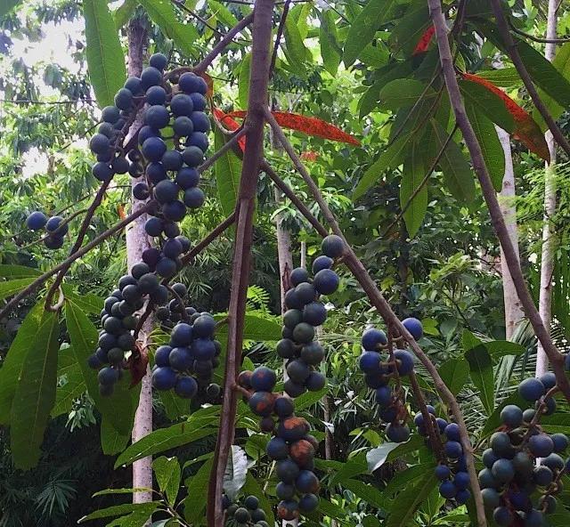 小金刚价格为什么差这么多,小金刚被骗200万