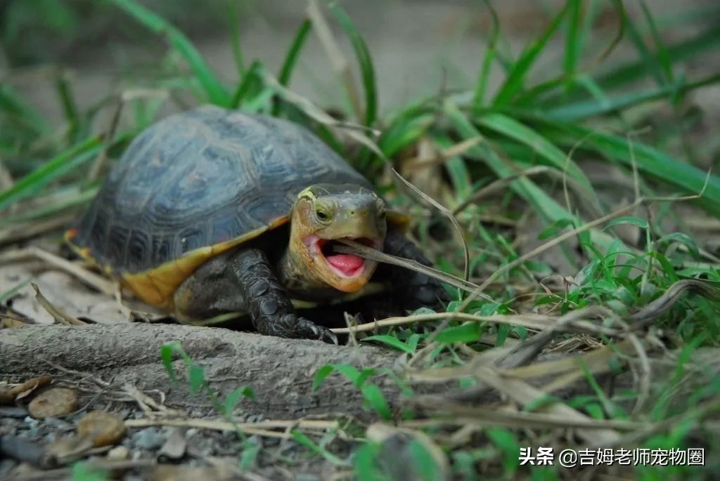 养乌龟新手入门黄缘龟,黄缘龟常见病及预防