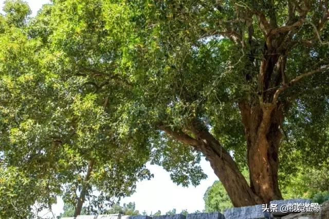 安徽金寨有棵千年“桂花王”，为国内发现最大的桂花树