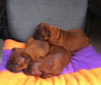 中国本土猎犬犬种有哪些,川东猎犬杂交广西猎犬