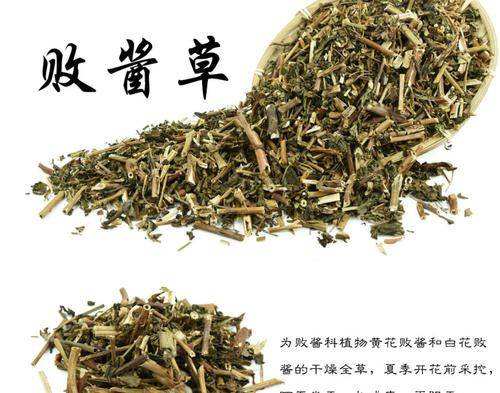 中药常用败酱草种类,中药败酱草图片及功效
