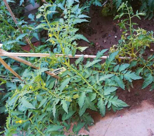 种植蔬菜怎样防治病害,种植蔬菜小妙招技巧