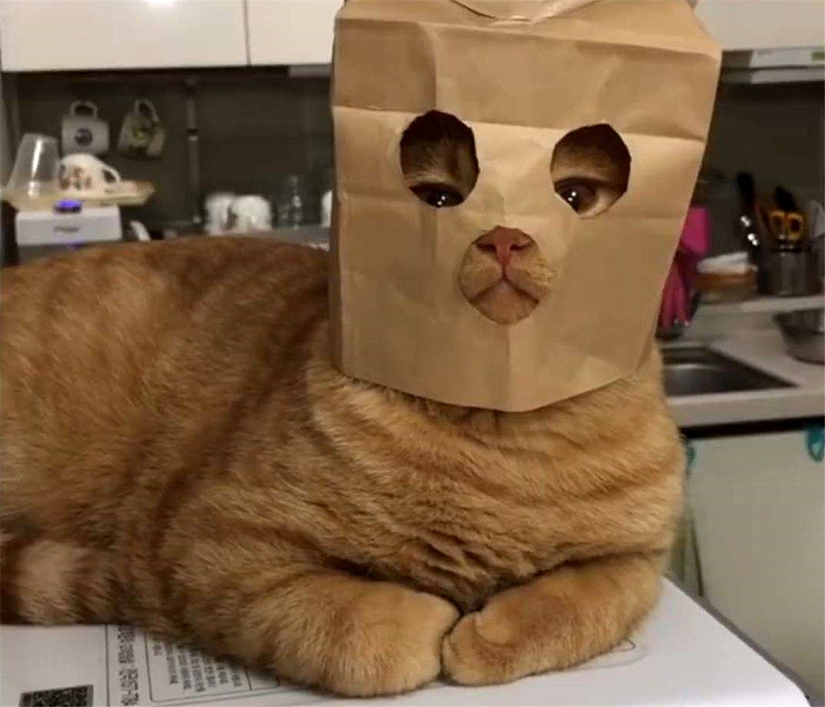 橘猫为什么不叫黄猫,橘猫不叫是什么原因