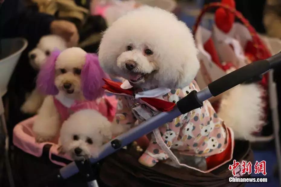 克隆一个宠物多少钱,38万克隆爱犬