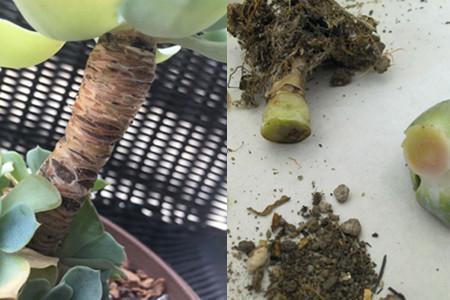 玉蝶直接种地里,个个漂亮长势好!玉蝶度夏这样做,没毛病