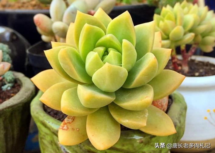 多肉秋丽和雪莲的区别,多肉黄丽和白牡丹区别