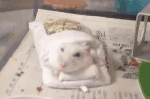 冬天御寒选哪个被芯好,被芯什么材质的最轻最保暖