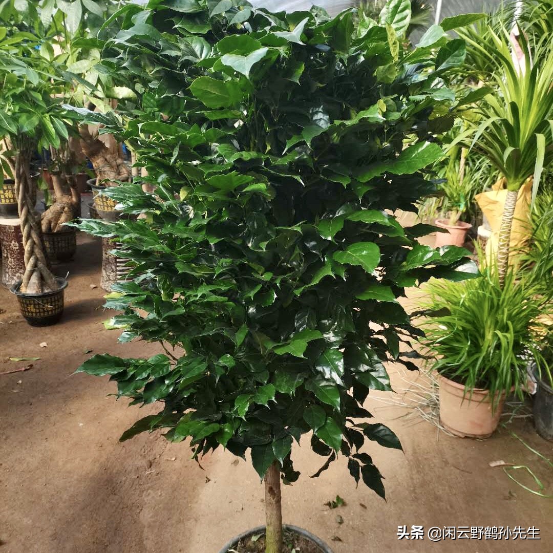 冬季幸福树掉叶喷什么,幸福树冻伤的症状识别与防治