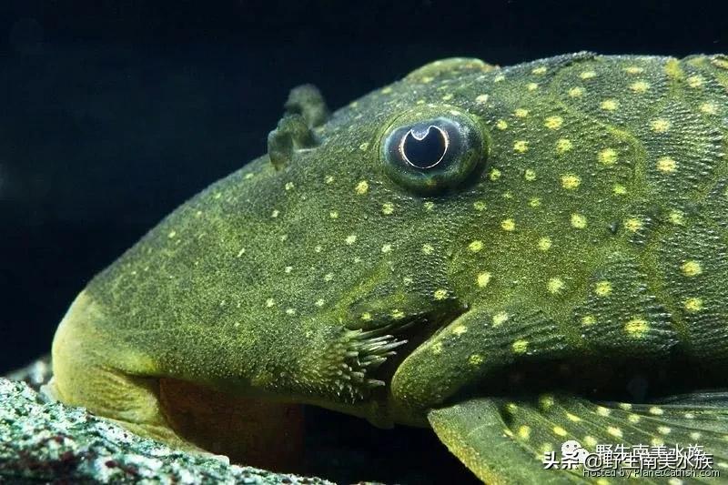 每天认识一种鱼,鲨帆金钻