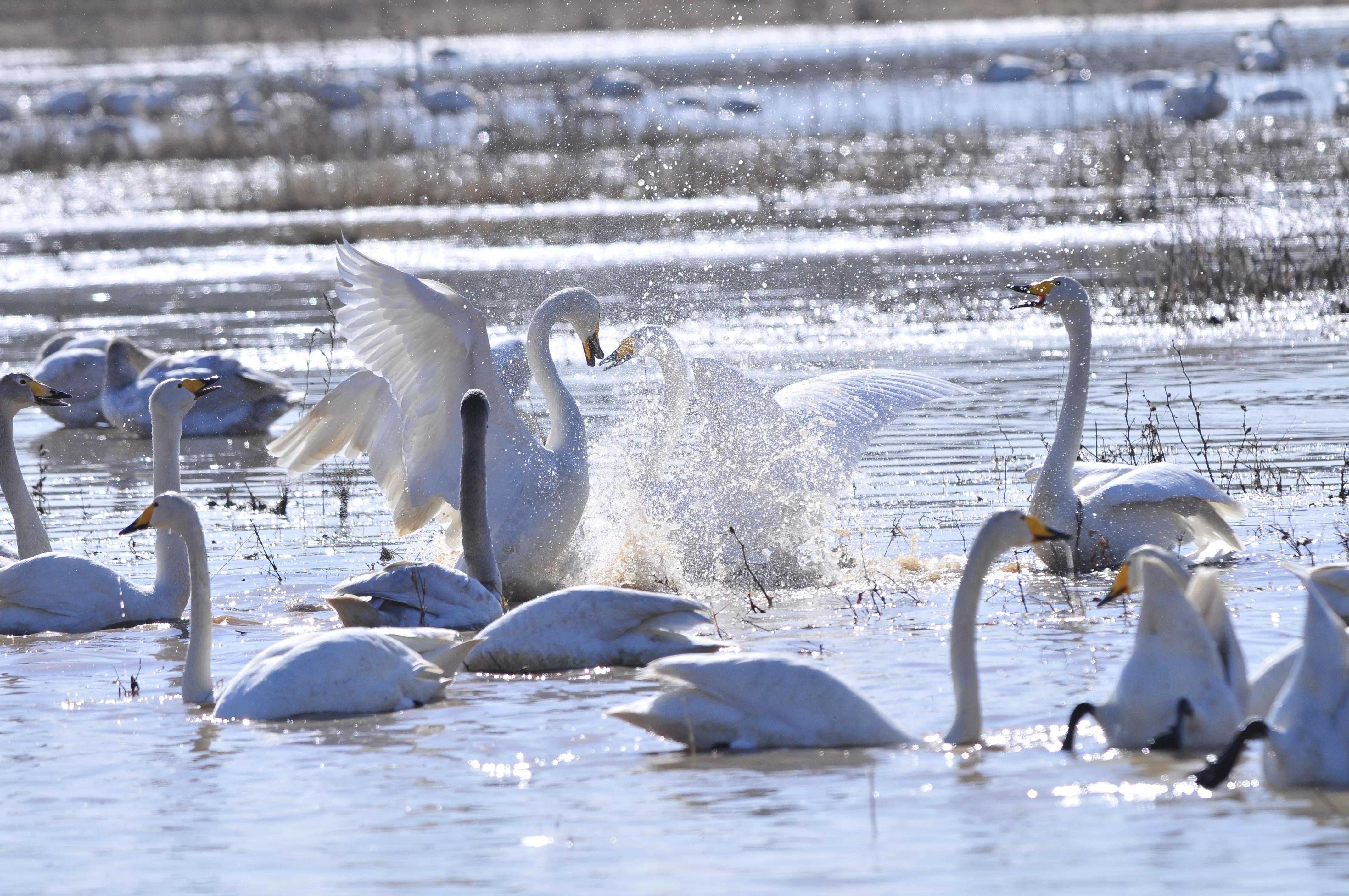 D300s+300F4拍摄/满意,趣解/天鹅斗:只动嘴不动手