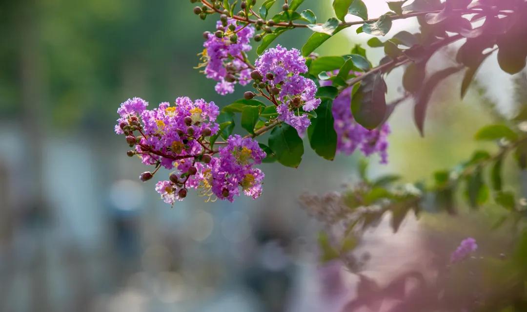 在济南花式避暑,一见“清”心!只需一瞥,便足以把酷夏原谅…