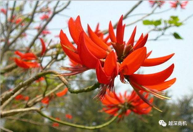 中国各大城市市花介绍,全国56市市花太美了的视频