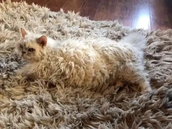 一只可爱又迷人的小猫咪,一只很大又很萌的小猫咪