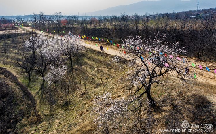 河南灵宝百年古杏林花开遍山野,灵宝北沟古杏林图片