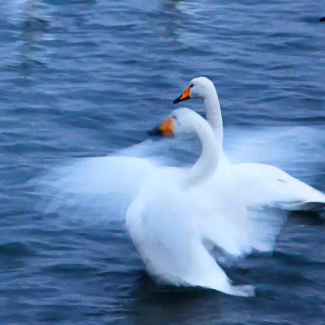 北方冬季适合吃的海鲜,北方冬天适合去的海滨小城