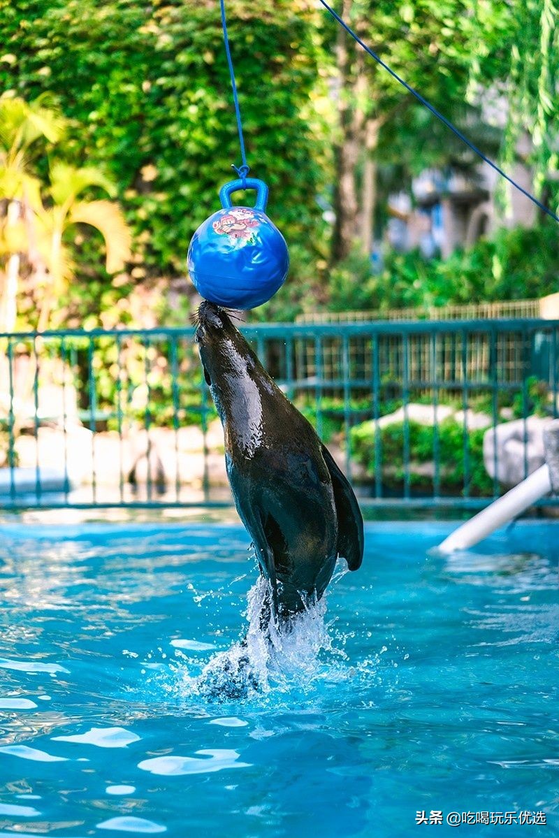 厦门灵玲动物王国大熊猫,厦门马戏团灵玲动物王国观光游览