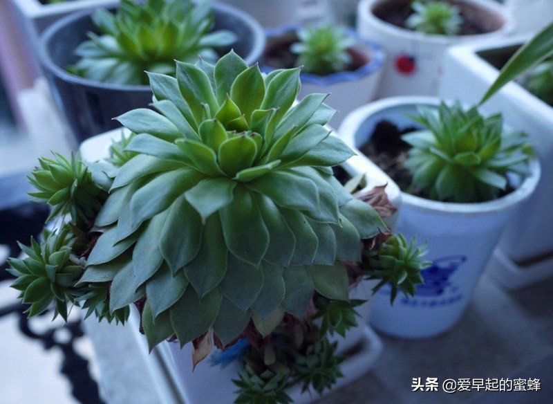 观音莲养了一年不长怎么办,观音莲养多久会爆下崽