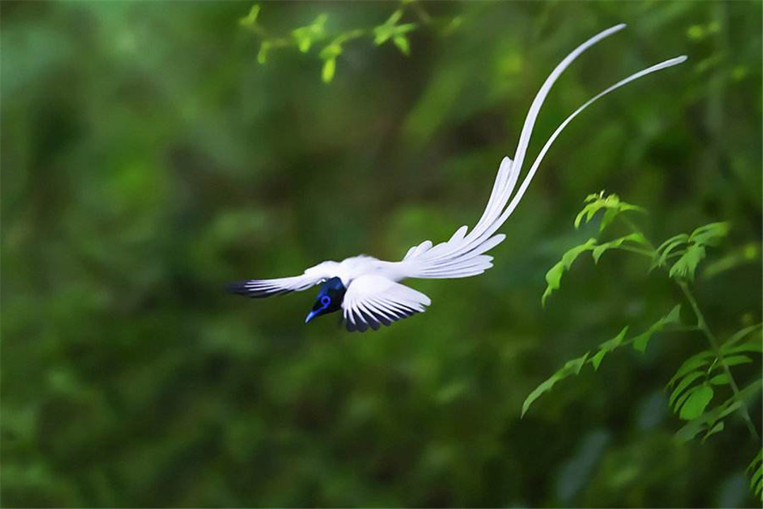 重庆发现的植物新物种,重庆发现红嘴蓝鹊