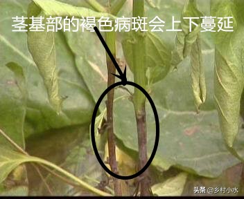 冬季大棚辣椒叶片萎蔫什么原因,辣椒萎蔫病的原因