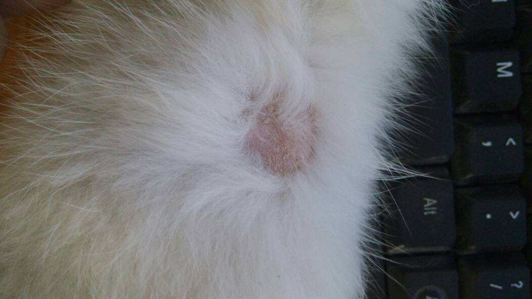 猫癣最好的解决方法,猫癣该怎么治疗能彻底