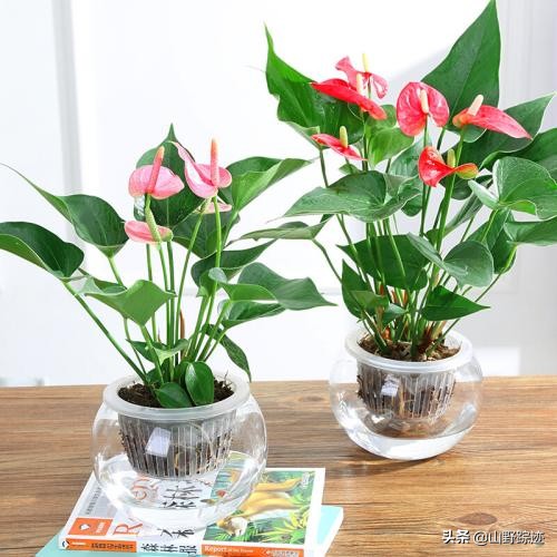 遇到花掉叶黄不如试试这一物，只需加一勺，会有意想不到的效果