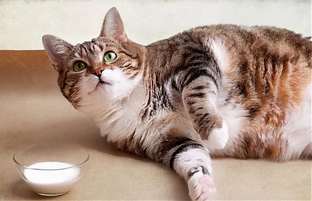 猫咪一直软便拉稀但精神很好,猫咪软便拉稀吃什么药