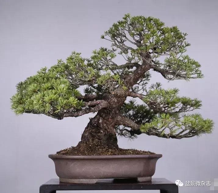 日本精品微型盆景介绍,日本盆景与中国盆景树种比较