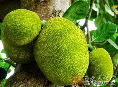 菠萝蜜核怎么种植并且长出果实,菠萝蜜的种植技术和环境