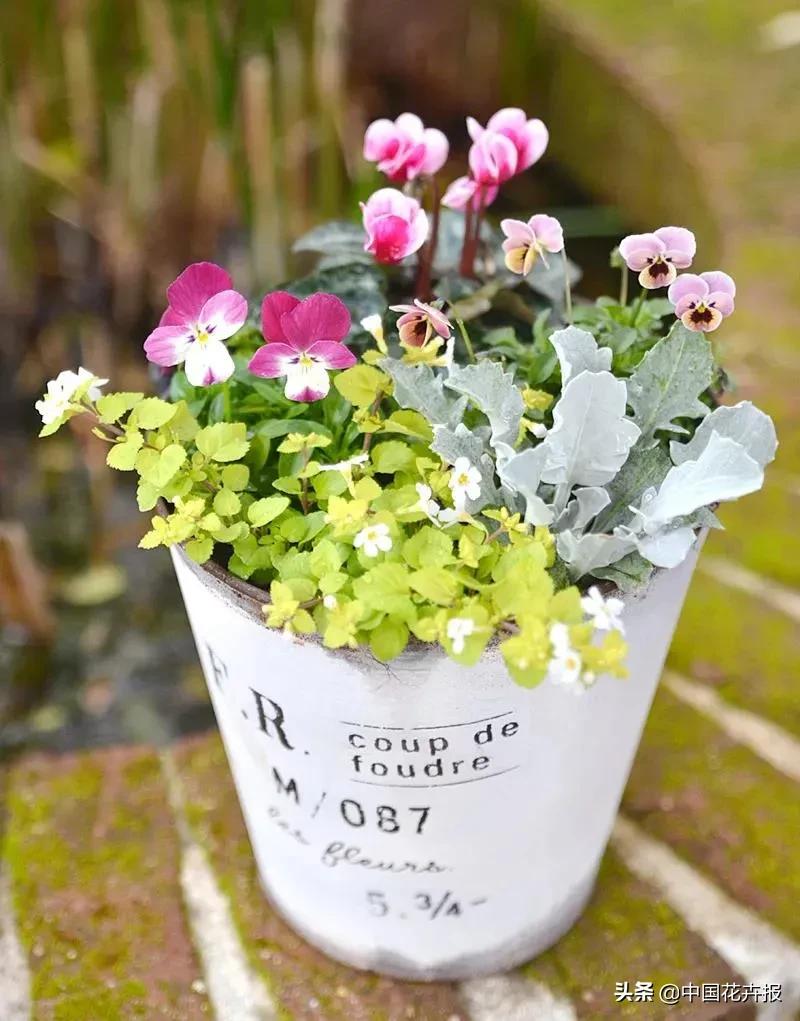 小兔子为什么有不同颜色的眼睛,为什么小兔子都那么可爱