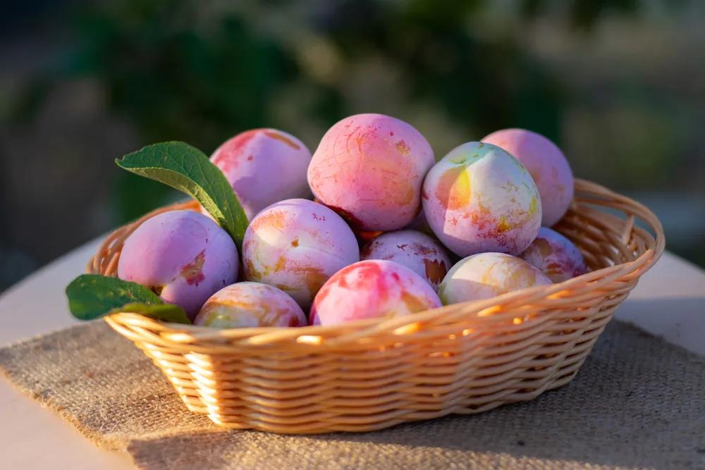 十大减肥食物,十大减肥美食排行