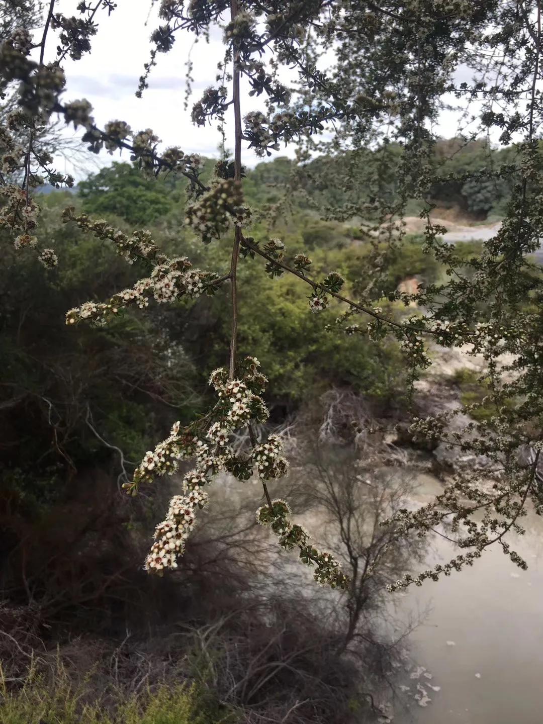 记忆中的旅行之新西兰(北岛)