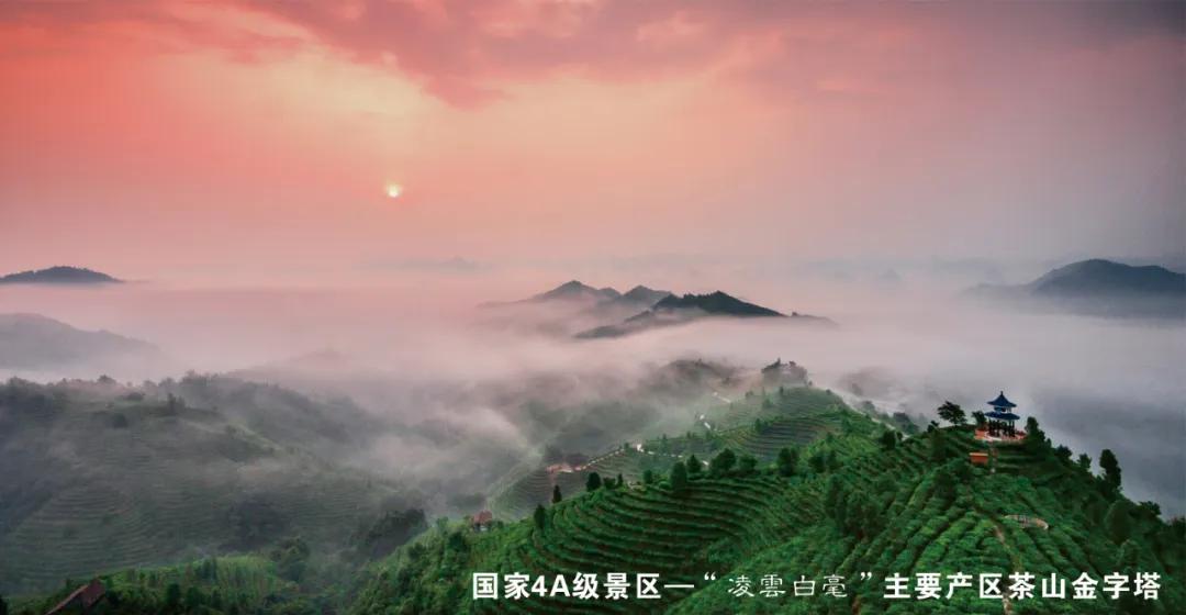 征集凌云白毫广告词,8000元=你的一句美言