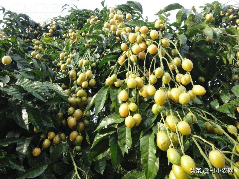 黄皮什么人不适合吃,黄皮的生长条件