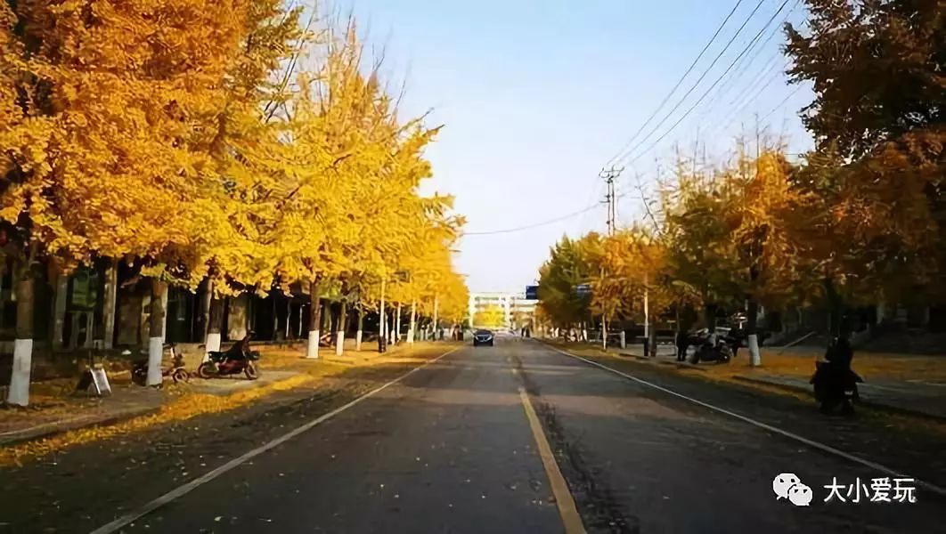 银杏北京打卡地,北京十大银杏观赏地图