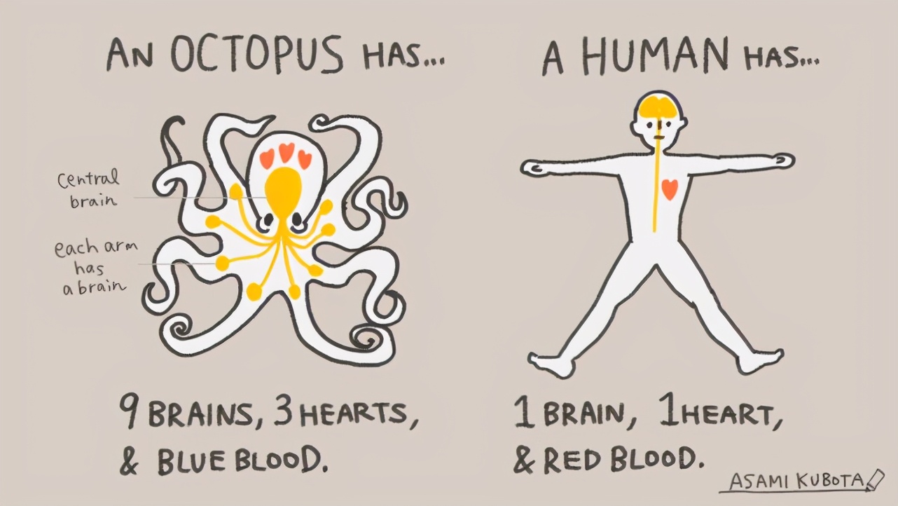 章鱼是外星生物的后人吗,章鱼是最接近外星人的生物吗