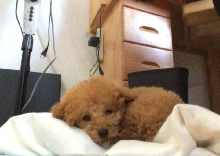 小狗拉肚子怎么灌药,小狗拉肚子眼睛发红