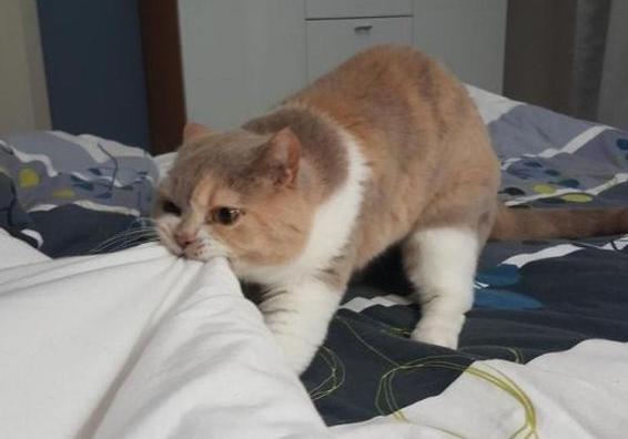 小猫咪到底能有多体贴,你见过这么拽的小猫咪吗