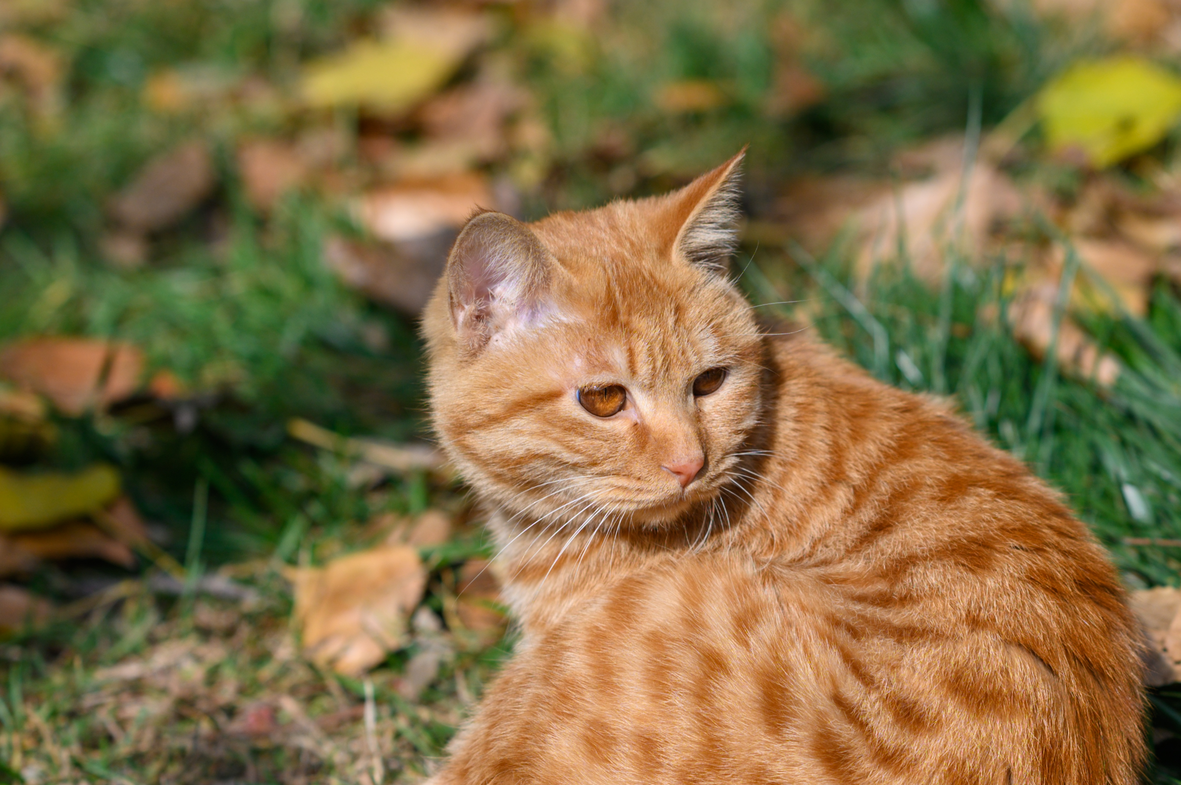 尼康z351.8s评测,尼康z501.8s镜头优缺点