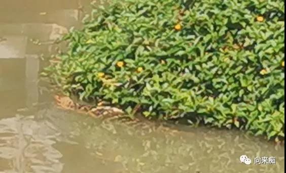 泰国一人行芭提雅跳伞,泰国三人行歌曲