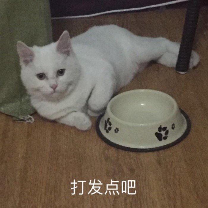 猫咪可以吃哪些植物,猫咪可以吃什么蔬菜化毛