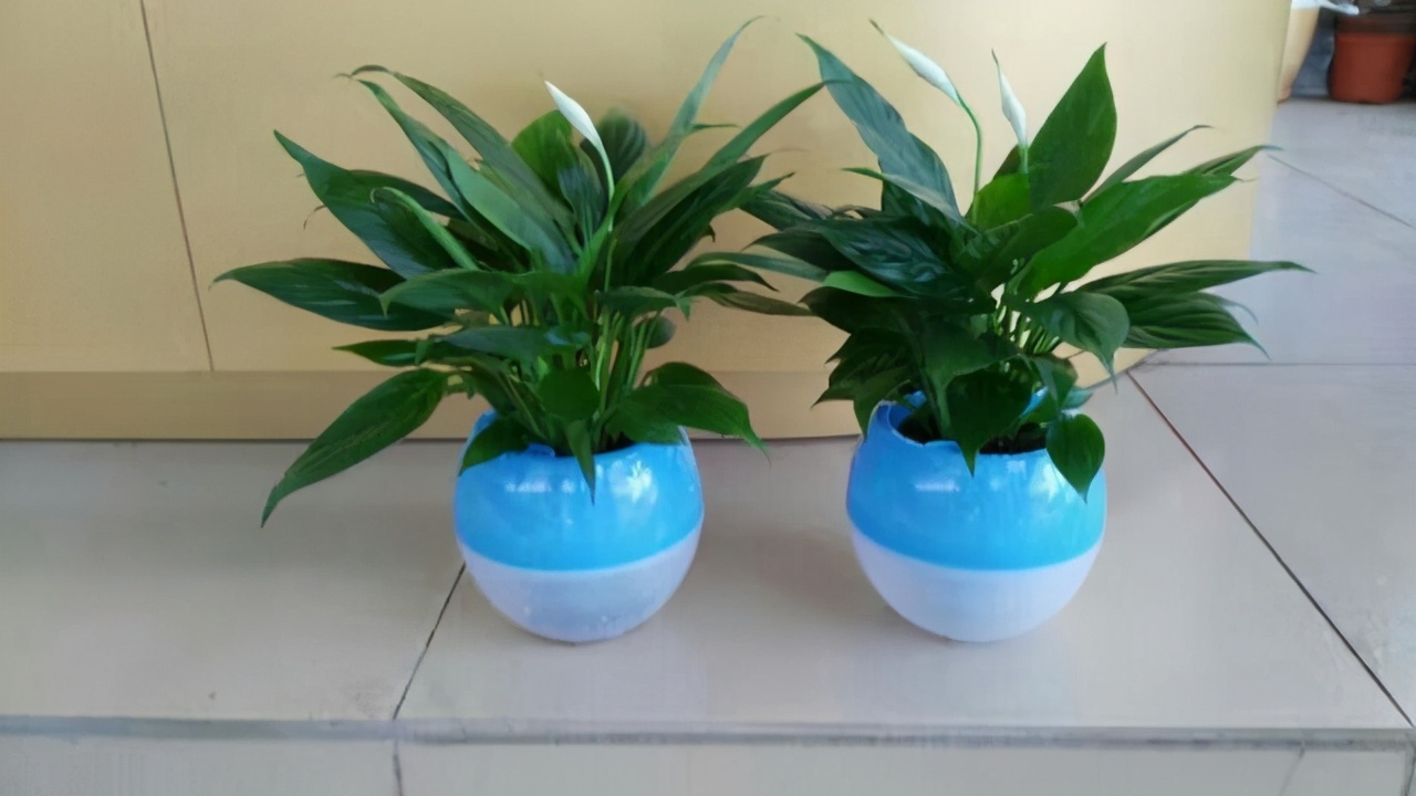 室内适合养这6种花草,9种高级绿植