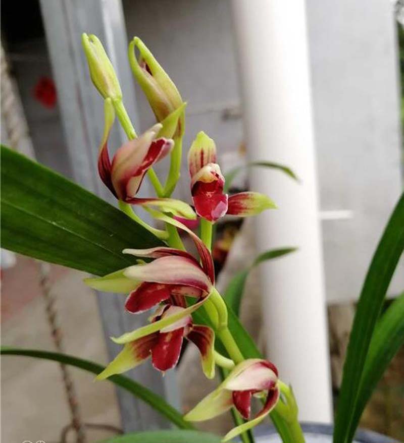 传统铭品与下山兰的选择与培育