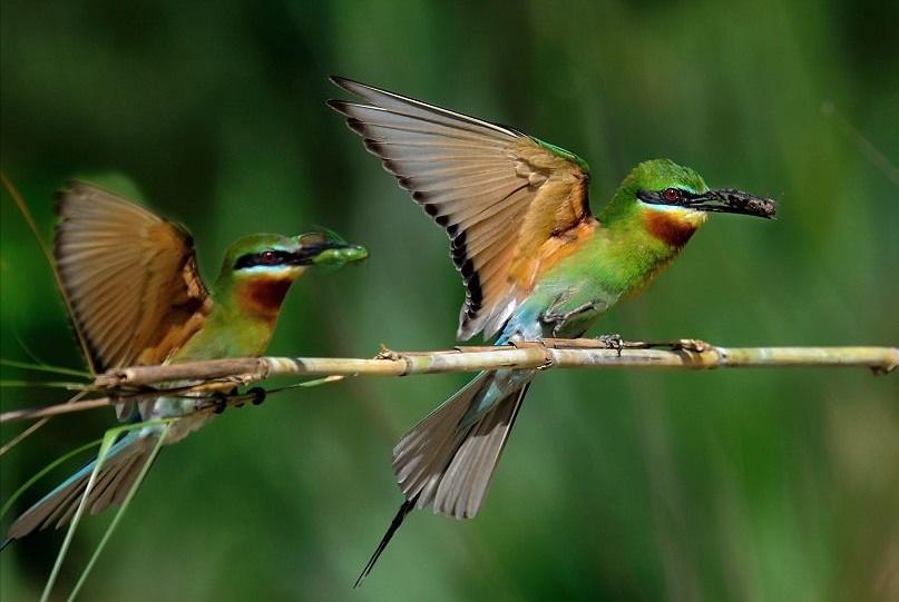 东江揽胜,惠州淡水常见鸟类图谱