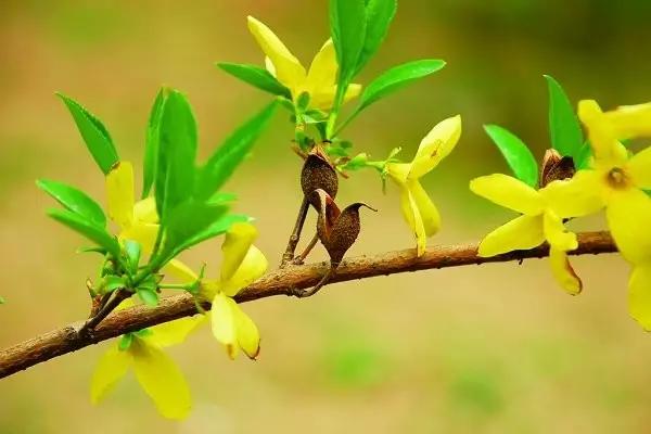 冬天常见中药植物图片及功效,花期长的草本植物图片