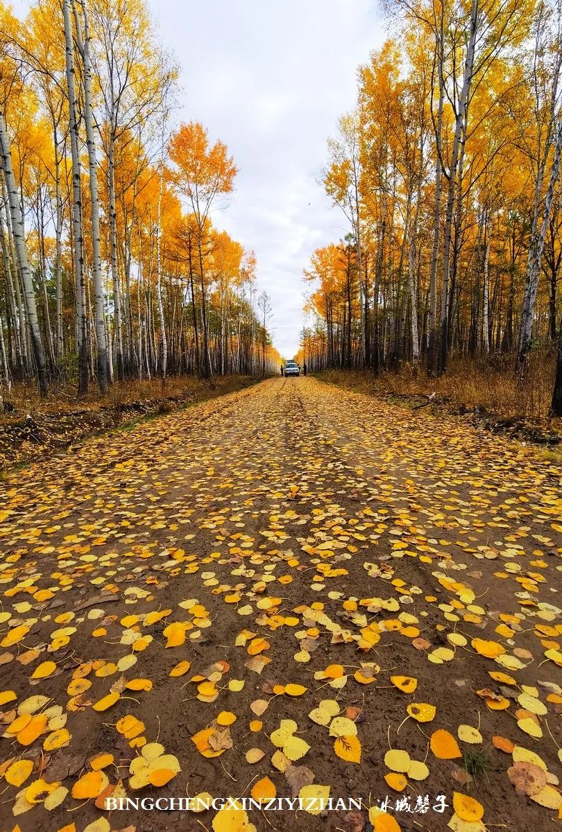 深秋的大兴安岭色彩斑斓,大兴安岭的秋天美景