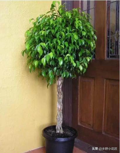 垂叶榕特征,与榕树相似的室内绿植有哪些品种